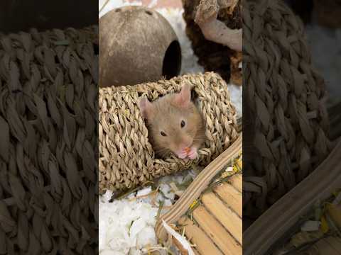 Mr. Fudge eating some dried carrot A.S.M.R 🥕🥺 #shorts #hamsters #hamster #pets #pet
