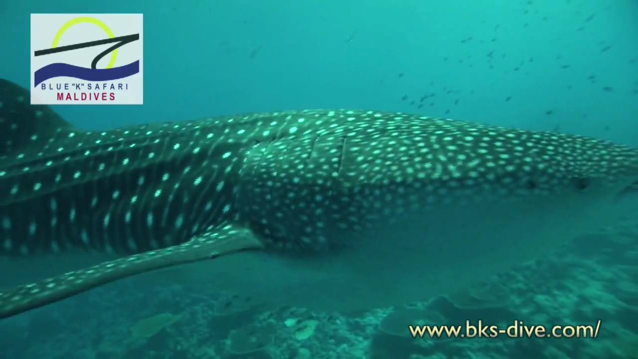 ジンベイザメ tiburón de la ballena Whale shark(BLUE K SAFARI
