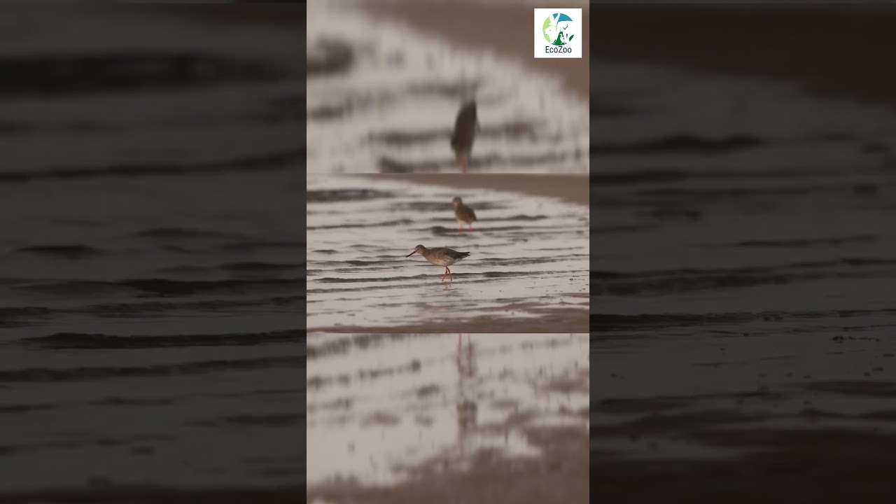 👀🐦Sandpiper Bird WADING In The WATER 