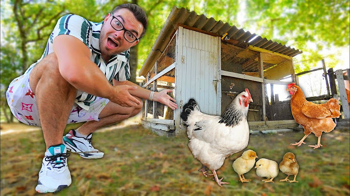 MON POULAILLER XXL : 2 ANS APRÈS ! (J'ai eu des poussins)