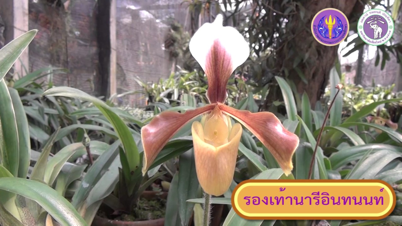 Subject 7-3 การผลิตกล้วยไม้สกุลรองเท้านารี