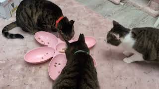 プリンセスルームの子達にユリナリーのパウチを与えておしっこ対策