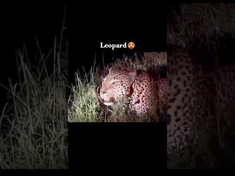 Big cats roar | lynx | cheetah | Leopard | tiger | lion