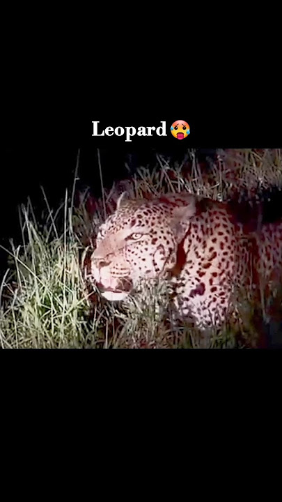 Big cats roar | lynx | cheetah | Leopard | tiger | lion