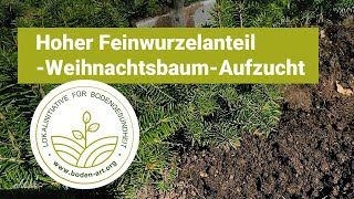 Ökologische Weihnachtsbaum Aufzucht Mit Hohem Feinwurzelanteil Bodenart