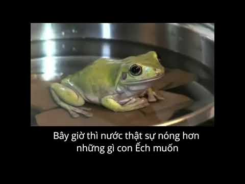Video Con Ếch Bị Luộc và Bài Học Về Sự Thay Đổi - youtube