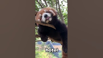 Did You Know Red Pandas Aren’t Actually Pandas? 🐾😲 #didyouknow  #redpanda #wildlife #facts #shorts