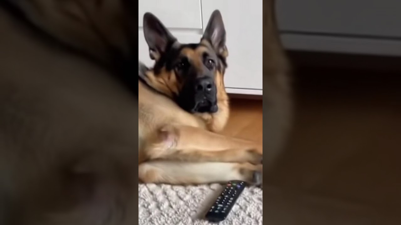 Немецкая овчарка шокирует всех 😂🔥