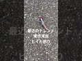 12/20 速報！千葉港中央埠頭　まだまだヒイカ釣れてます☺️