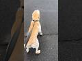 りお君が走る瞬間を4箇所から撮ってみました😂😂#保護犬 #大型犬のいる生活 #ラブラドールレトリバー #labrador #dogshorts