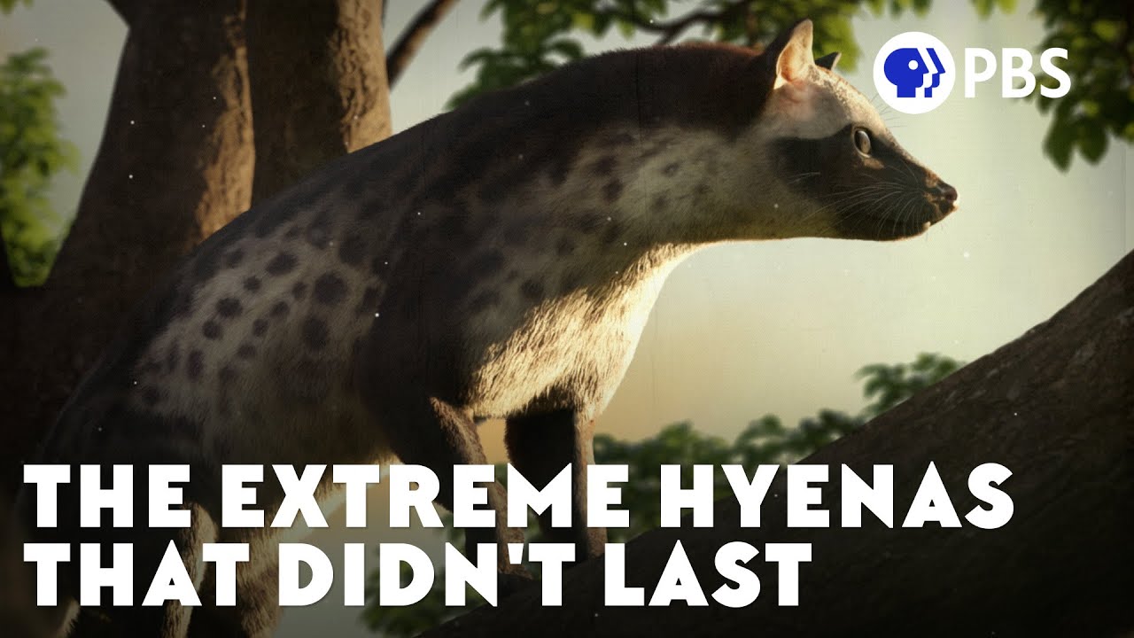 The Extreme Hyenas That Didn’t Last