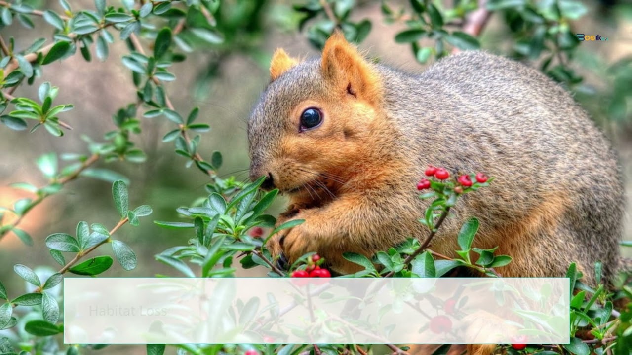 Interesting facts about The Red Squirrel