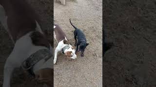 Black Dodo Playing Time With Star Boy Billa