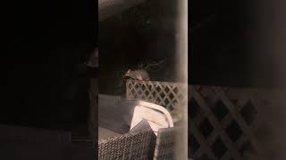 Cant Believe A Baby Possum Can Do A High Jump