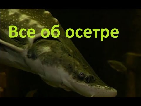 Диалоги о рыбалке - 192 - Осетр.