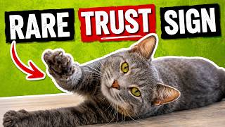 Celebrity If Your Cat Does These 9 Things, You’ve Earned Their DEEPEST Trust Profile