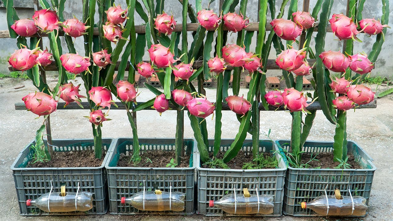 My Method for Growing Rare Red Dragon Fruit That Tastes Like Candy – Few People Know This
