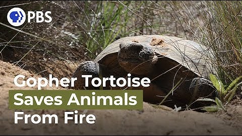 How the Gopher Tortoise Saves Hundreds of Animals from Wildfire