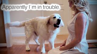 My Overdramatic Golden Retriever Had A LOT to Say When I Got Home 😂
