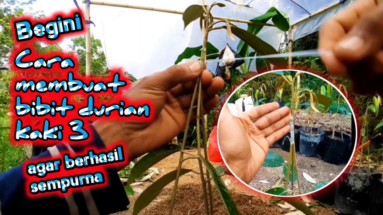 Proses penyatuan membuat bibit durian kaki 3