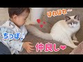 猫大好き‼︎ ラグドールの大きな尻尾で遊ぶ赤ちゃん💕
