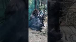 Qorilla In Amsterdam Zoo