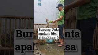 Burung Unta, apakah bisa dijinakkan ? #burungunta #ostrich #hewan #budidaya #shorts