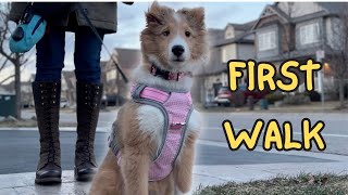 EXCITED PUPPY'S FIRST WALK  | CUTENESS EXPLORING THE GREAT OUTDOORS WITH MILEY #sheltie