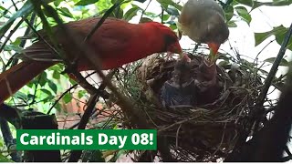 Backyard Cardinal Bird Nest - Day 8 Of 12 - Mom Dad Feed 3 Baby Birds Rainy Day