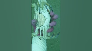 Bắt được con Ghẹ xanh to giá trị cao | Cảnh 86 #lặnbiển