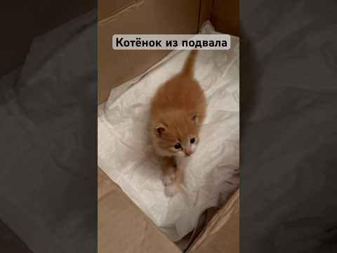 Котёнок плакал в подвале и звал на помощь. Все проходили мимо #котёнок #котенокмалыш #cat