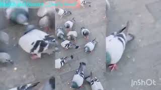 حمام الحمي ???بالحرم المكي  pigeon salm Al haram        mosgue الحرم المكي السعودية