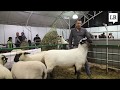 Criadores de ovinos catalogan a la Hampshire Down como la mejor raza para producir carne