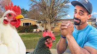 I'm SORRY | Apologizing to my neighbor for my CHICKEN Problem