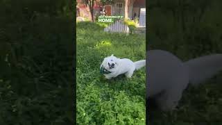 Ok Youre Right. Its Just My Every Day Fancy Prance.