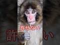 あいつらの正体がわかった　 #パンチくん #がんばれパンチ #cute #市川市動植物園