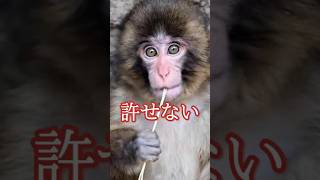 あいつらの正体がわかった　 #パンチくん #がんばれパンチ #cute #市川市動植物園