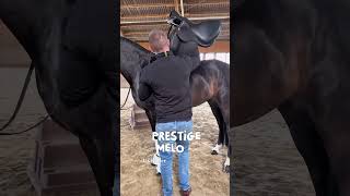 Schelle für den Sattler ?! 🫣😮‍💨 #reitsport #horse #equestrian #pferde #reiten #reitsportrheinmain