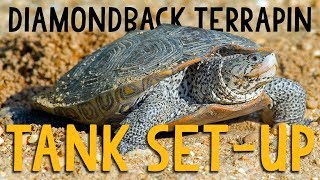 Diamondback Terrapin Set-Up
