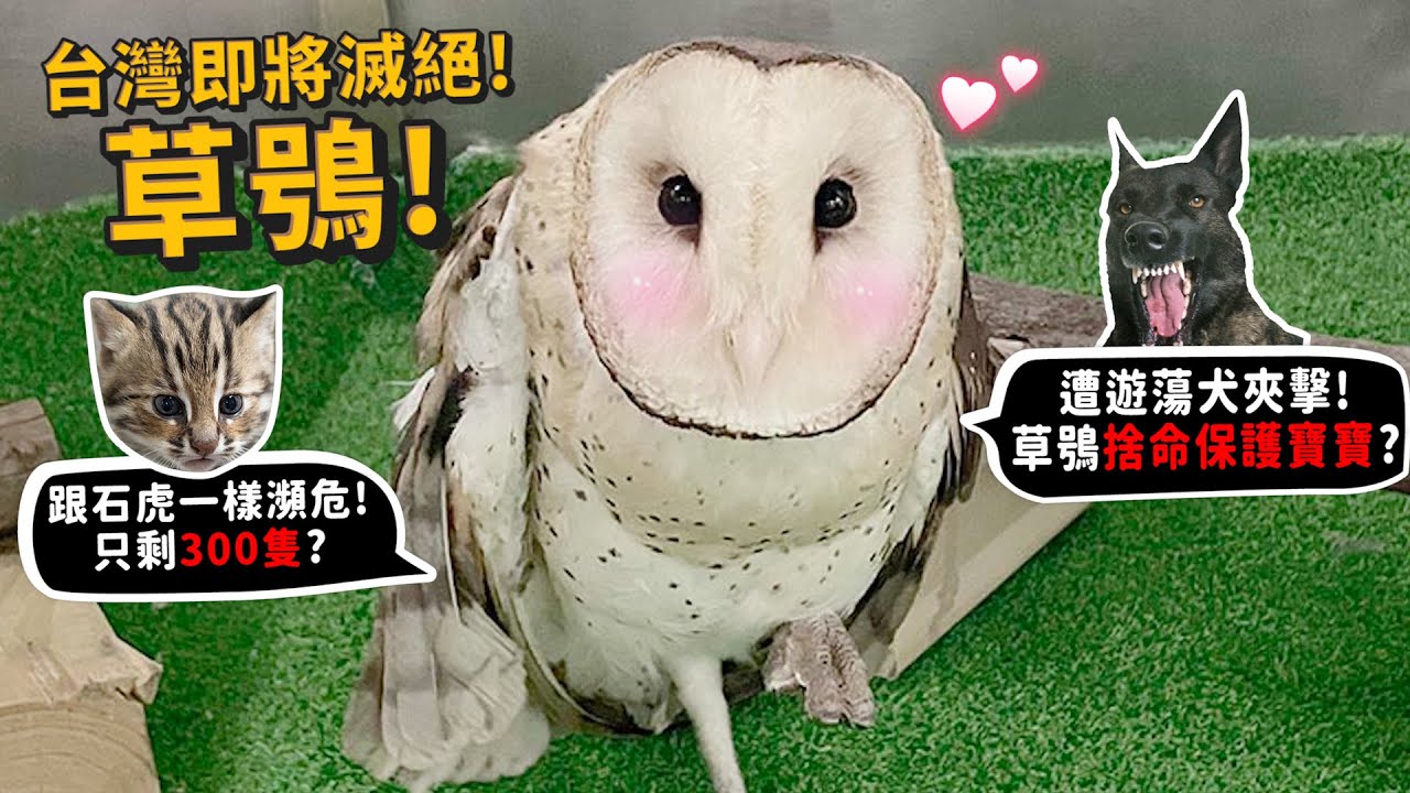 【從零開始】草鴞!即將滅絕!只剩300-500隻?跟石虎同等瀕危?猴臉怪鳥?遭遊蕩犬攻擊!媽媽挺身保護寶寶?【許伯簡芝】【從零開始養】貓頭鷹!