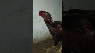 Sandai Koli video tamil thayar seval thayar seivathu epputi dii