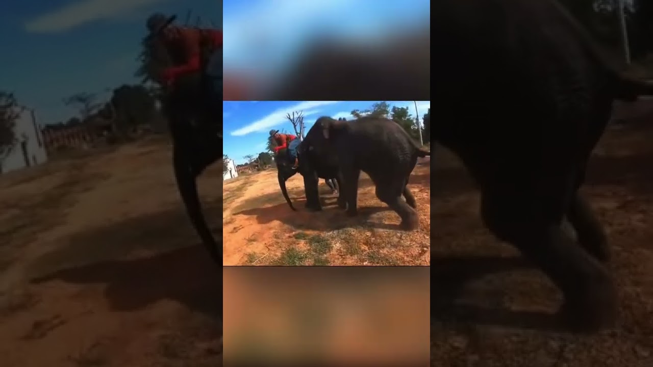 Super Jealous Elephant 