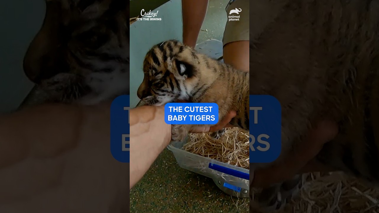 Robert Irwin Weighs Tiger Cubs at the Australian Zoo! | Crikey! It’s the Irwins | Animal Planet