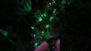 LED Christmas Light/Dimmer Solution