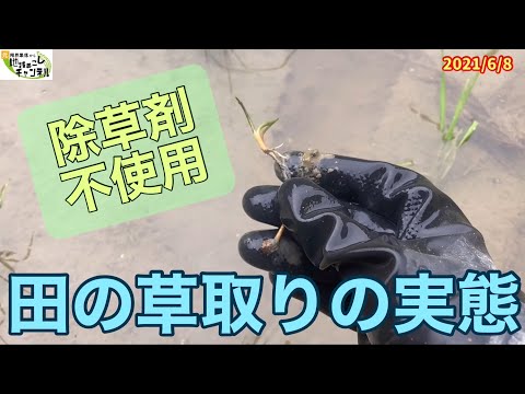 ★★コメント専用★★【まるちゃん農園】　農薬不使用、除草剤不使用、化学肥料不使用 コメント専用【まるちゃん農園】 農薬不使用、除草剤不使用、化学