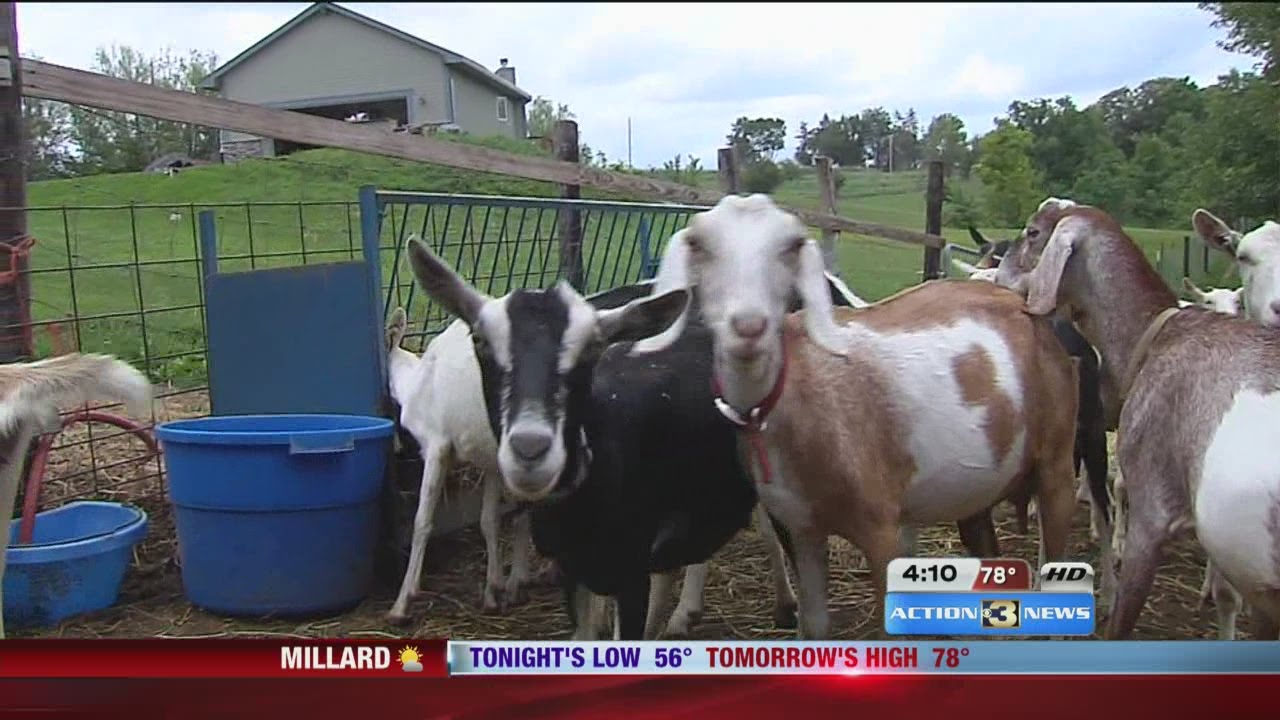 Iowa Dairy Farm Wins Big Recognition at State Fair YouTube