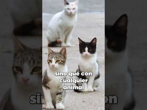 proyecto final de salvar animales - video de la universidad #uabc #uabcmexicali