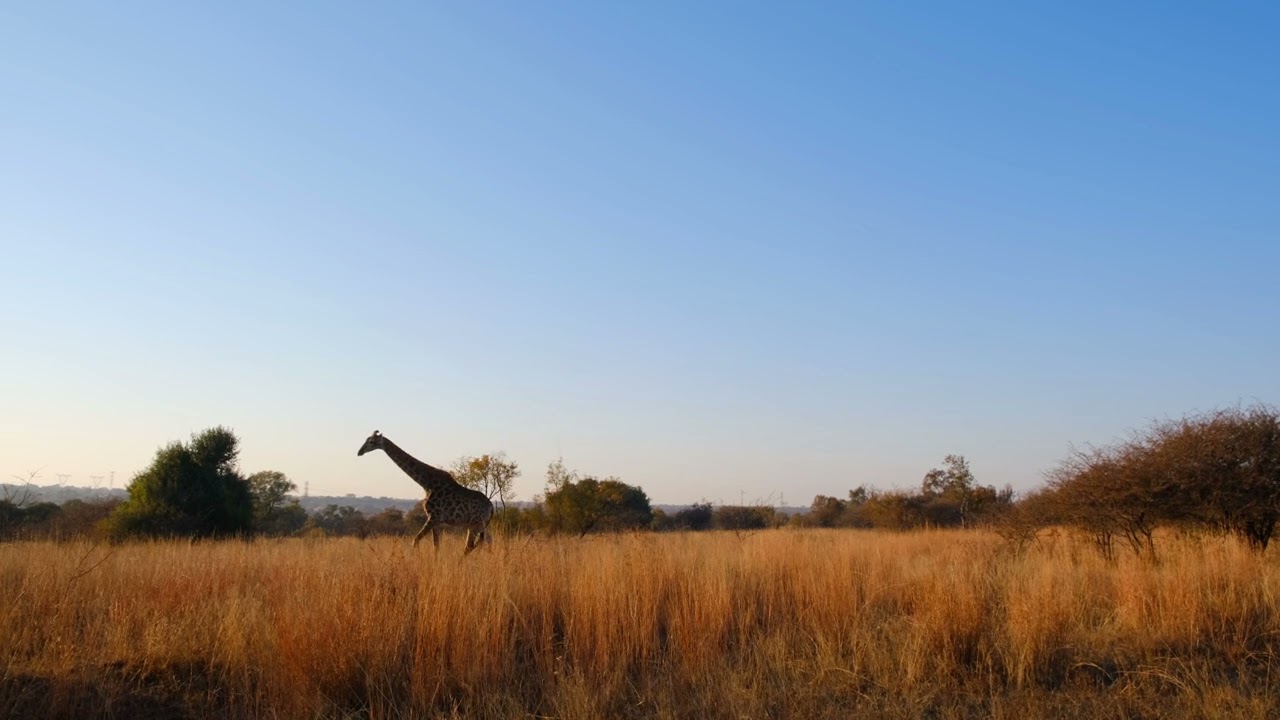 Giraffe Walking on an Open Field