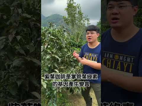 咖啡樹小知識EP2 紫葉咖啡！