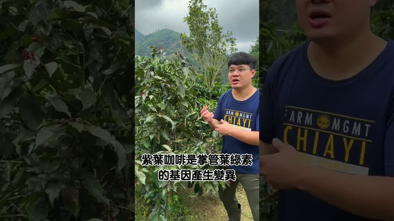 咖啡樹小知識EP2 紫葉咖啡! 縮圖